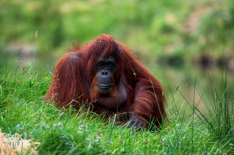 Orang Oetan in het gras