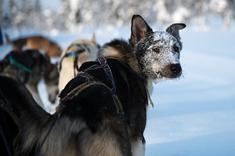 Husky