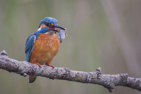 ijsvogeltje 
