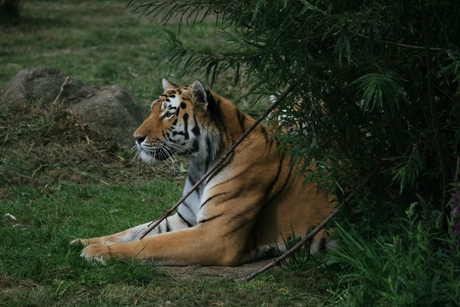 Tijger