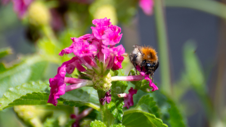 De Boomhommel