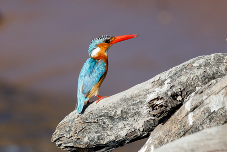 ijsvogel Botswana