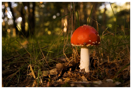 Amanita Muscaria