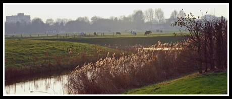 zonnig landschap