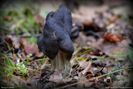 Zwarte kluifzwam ( Helvella lacunosa )