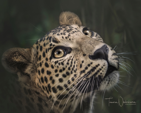 Sri Lanka Panter jong