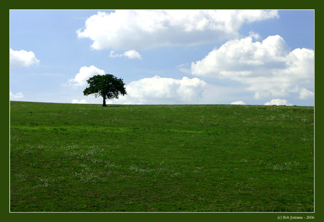 Alone in the green