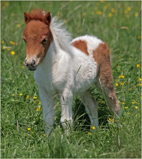 Schattige kleine pony