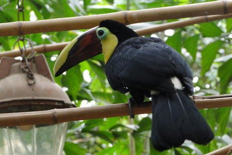 mooie vogel.