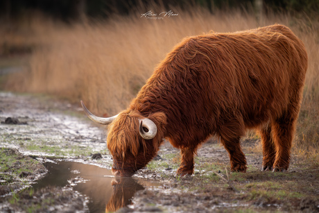 Schotse hooglander