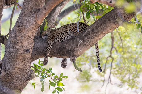 Leopard of luipaard