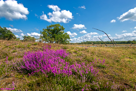 Heidebloei.