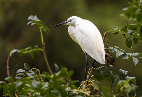 Kleine zilverreiger...