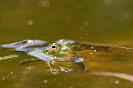 Groene kikker