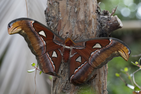 Grote bruine vlinder