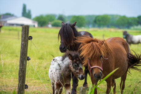 Paarden in de wei