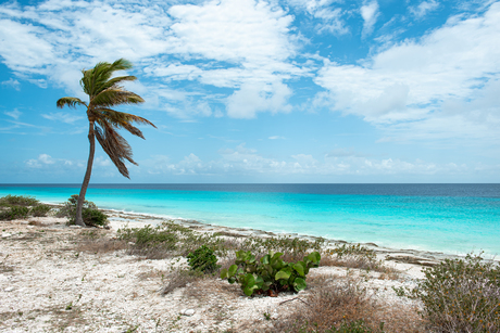 Palmboom kust Bonaire