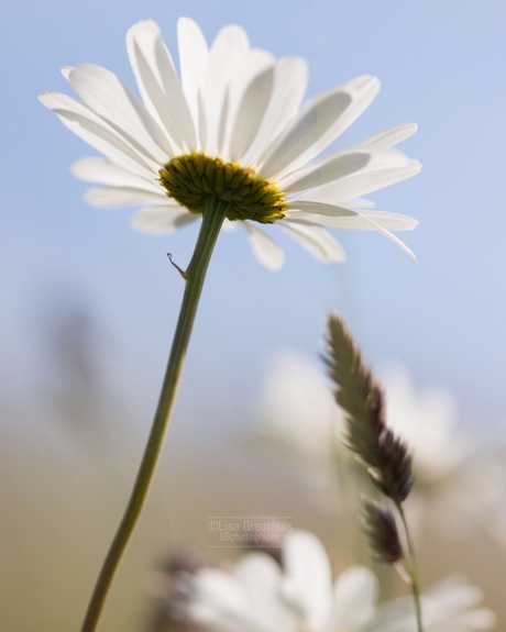 Margriet