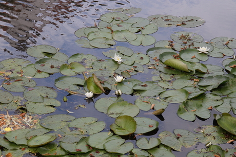 Waterlelies in de gracht