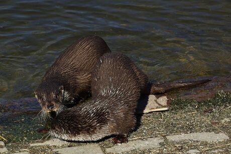 Otters