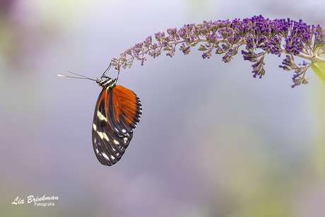 kleine monarch vlinder