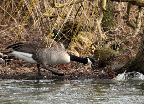 grote canadese gans