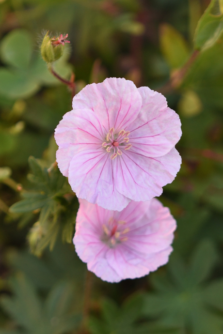 Geranium