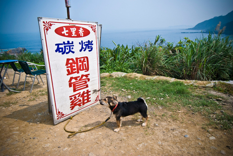 Taiwan Dog