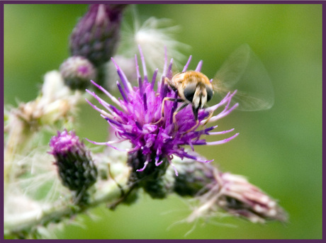 Bij op een distel