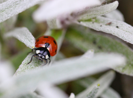 Ladybird 🐞