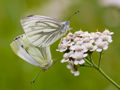 Creating White