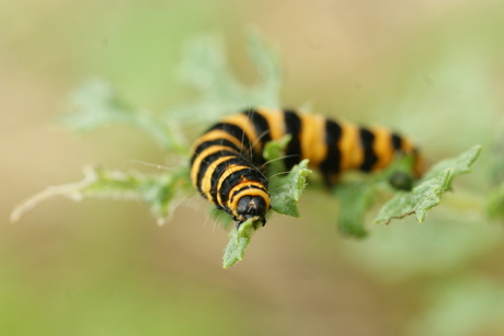 Rups van St.Jacobsvlinder