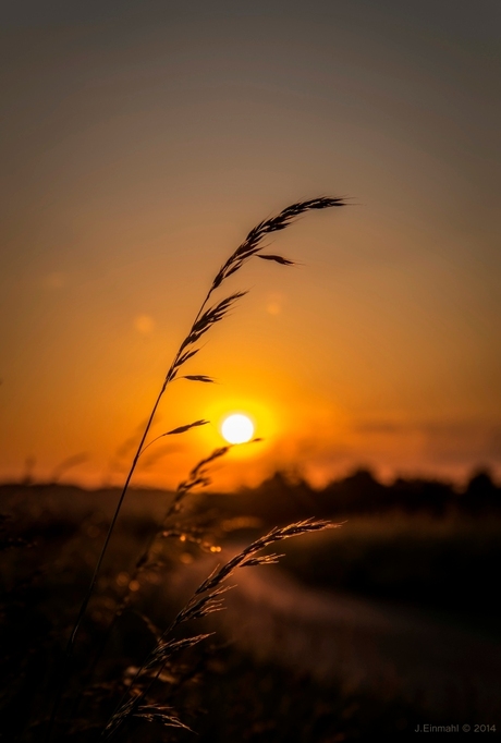 Gras in het goudenuurtje