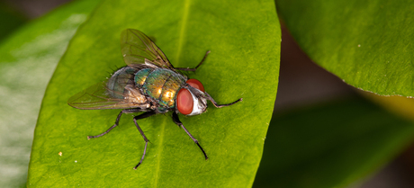 vlieg