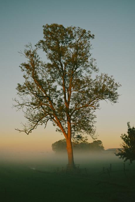 Zonsopkomst mistig platteland