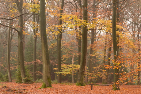 Blijven vasthouden aan schoonheid.
