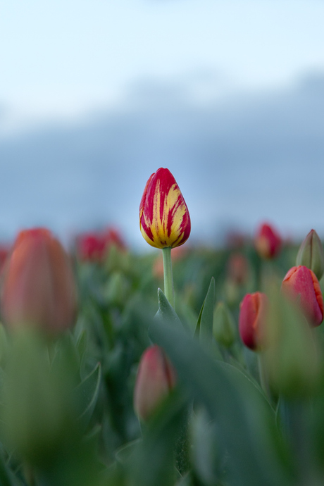 Tulp