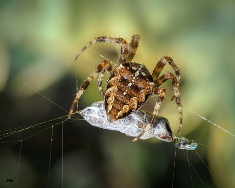 Mw kruisspin, pakt haar maaltijd weerbestendig in.