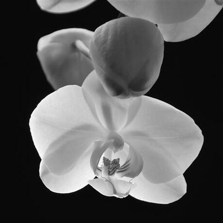 orchidee zwartwit