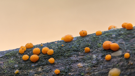 Gewoon meniezwammetje