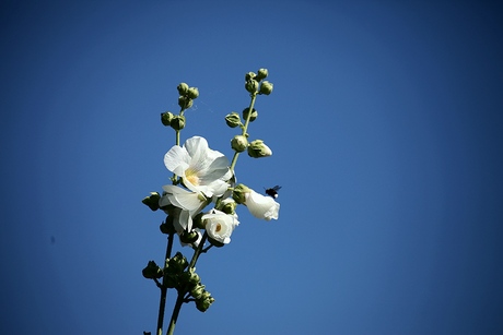 Tegen de blauwe lucht