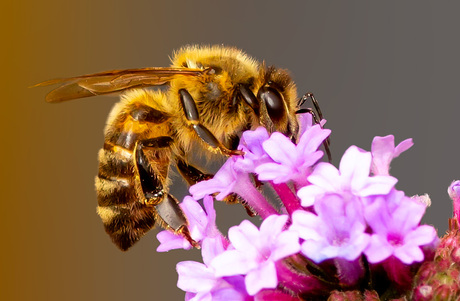 Honingbij 