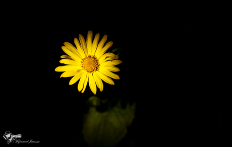 Marguerite daisy. 