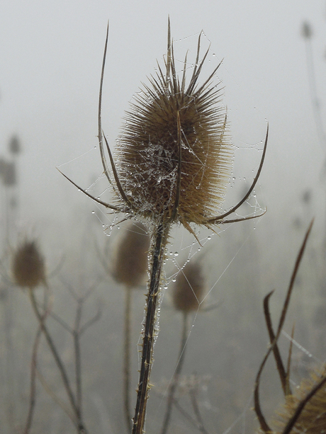 distel 2