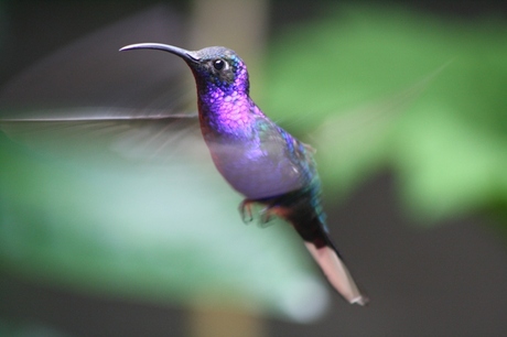 kolibrie Costa Rica