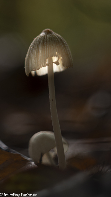 ZoomNL Dorstpaddestoelendag met MacroDaan en Dennis