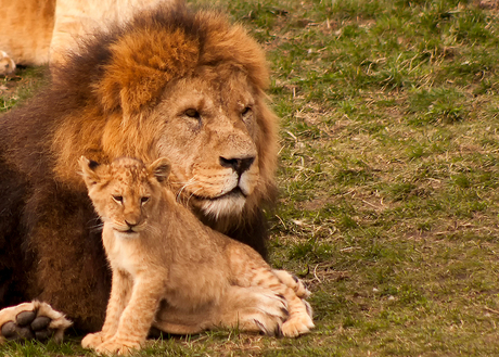 pappa leeuw met dochter