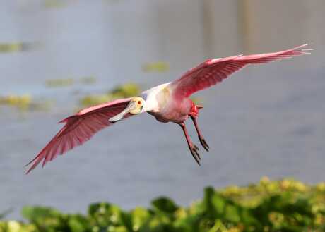 Spoonbill