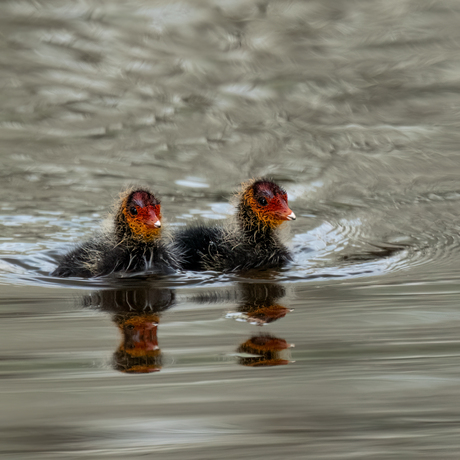 Jonge meerkoetjes