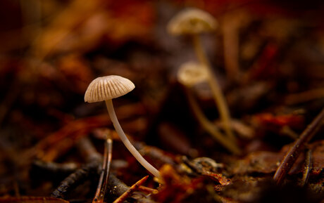 Melksteelmycena